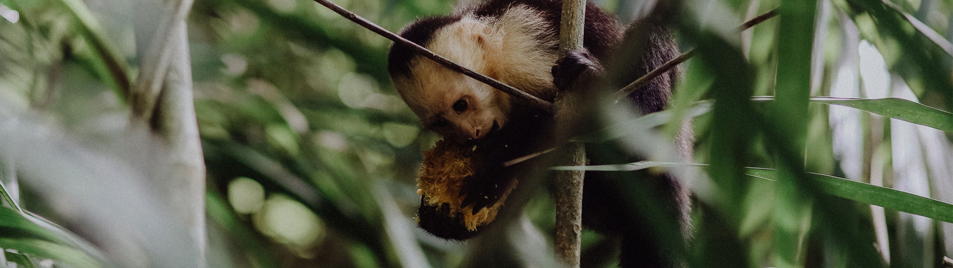 Costa Rica Zoologische Gärten