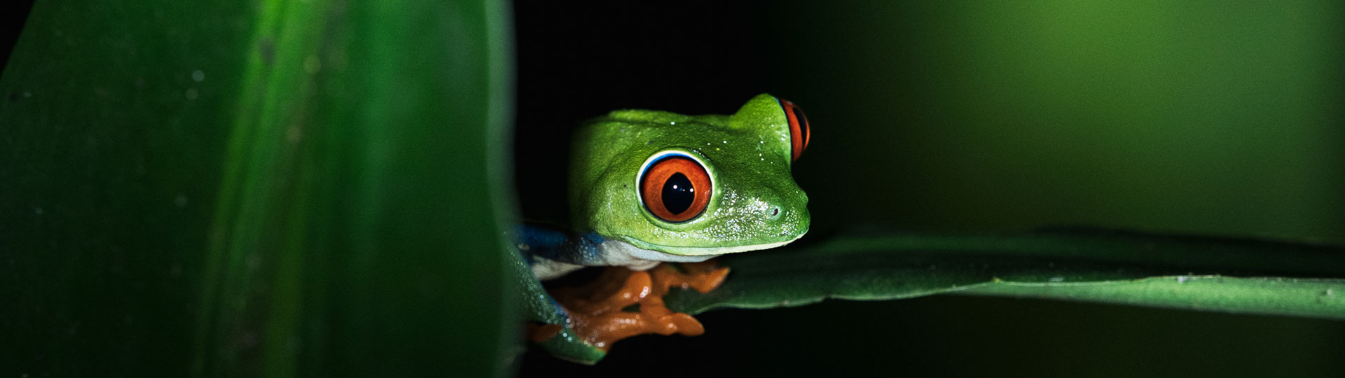 Frosch
