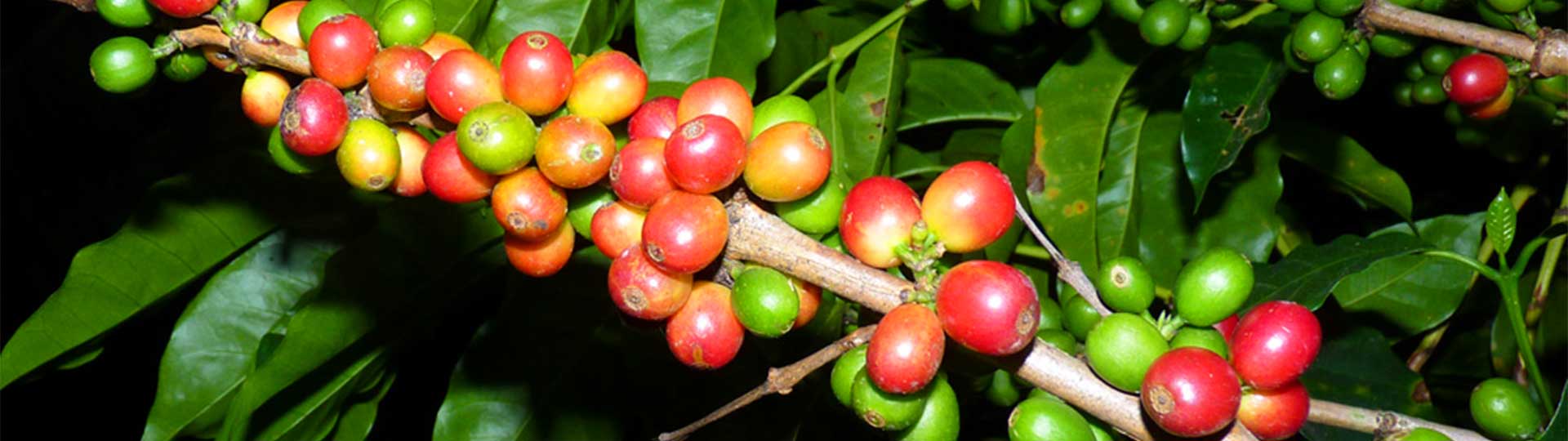 Kaffeekultur und abenteuerliche Tierbeobachtungen Banner