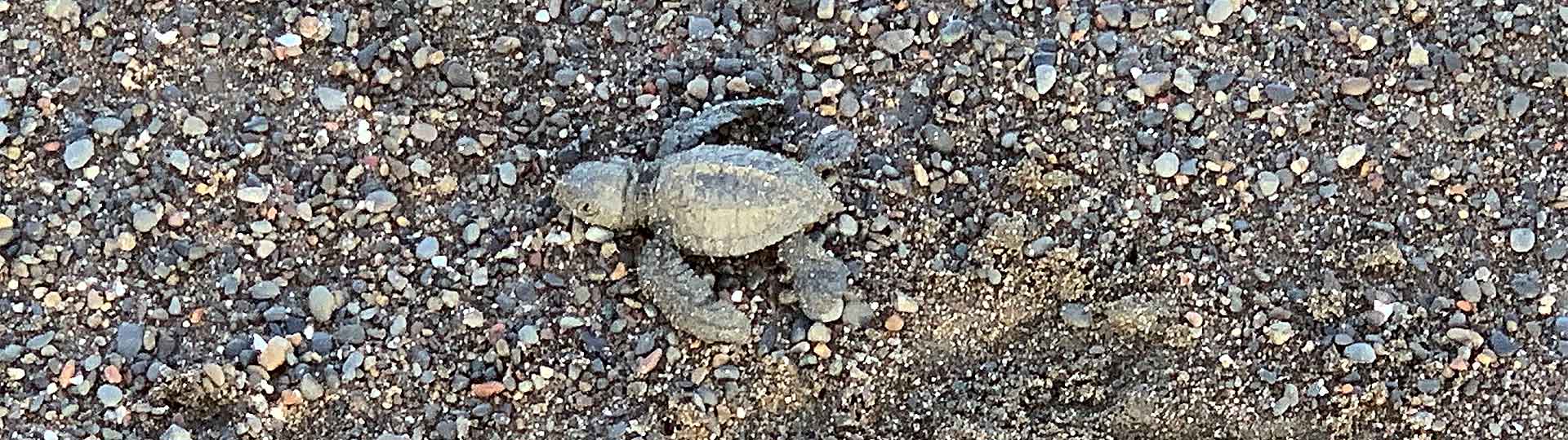 Schildkrötenbeobachtung in Nosara Banner