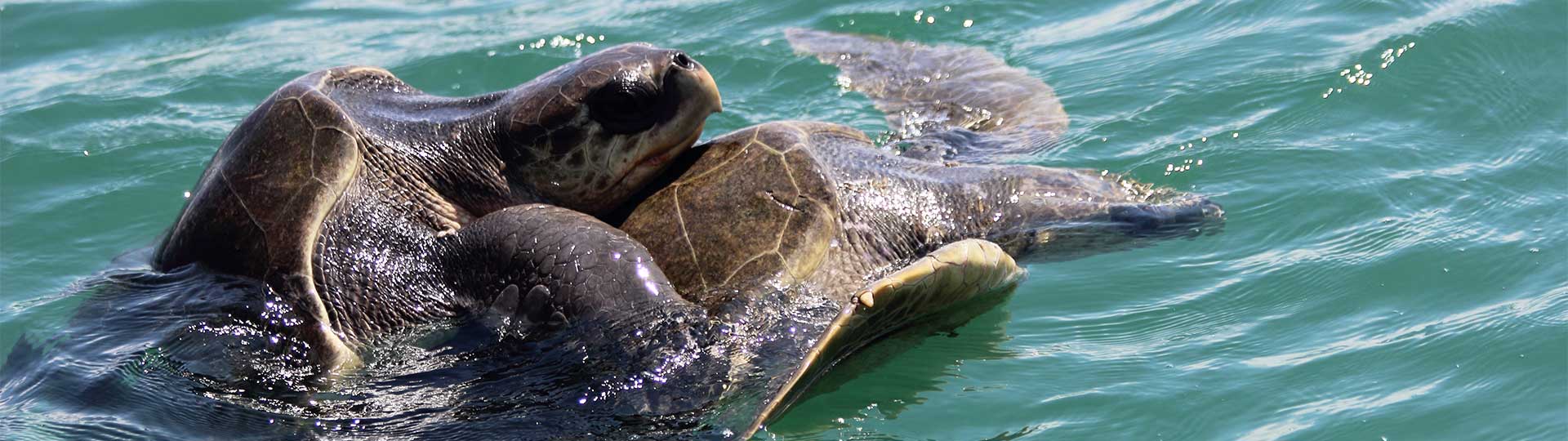 Schildkrötenbeobachtung in Tortuguero Banner