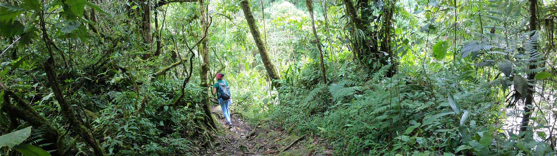 Costa Rica Urwaldwanderung Cloudbridge