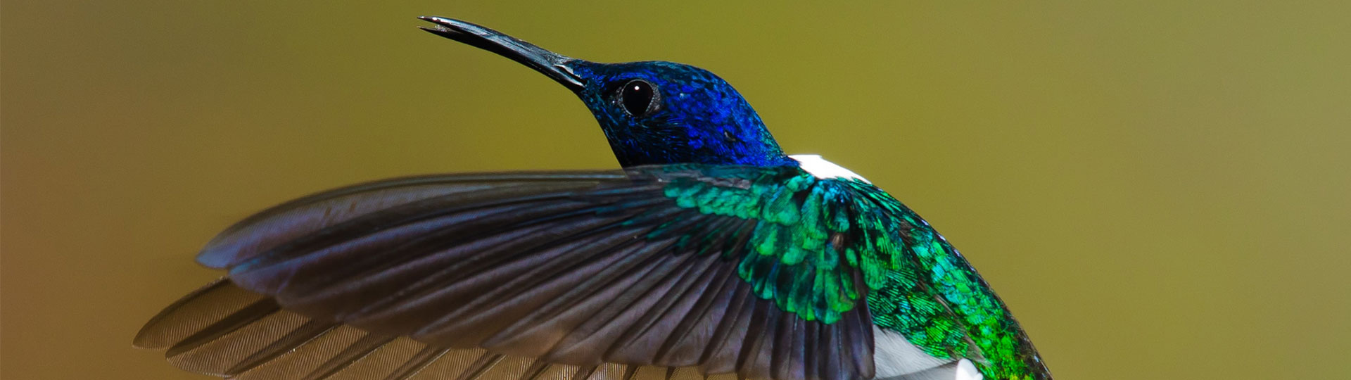 Costa Rica Vogelbeobachtung im Nationalpark Quetzales