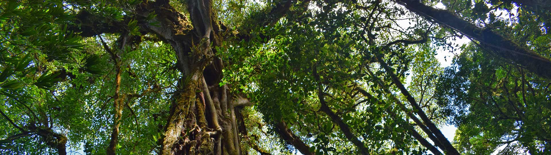 Wanderung im Nationalpark Monteverde Banner